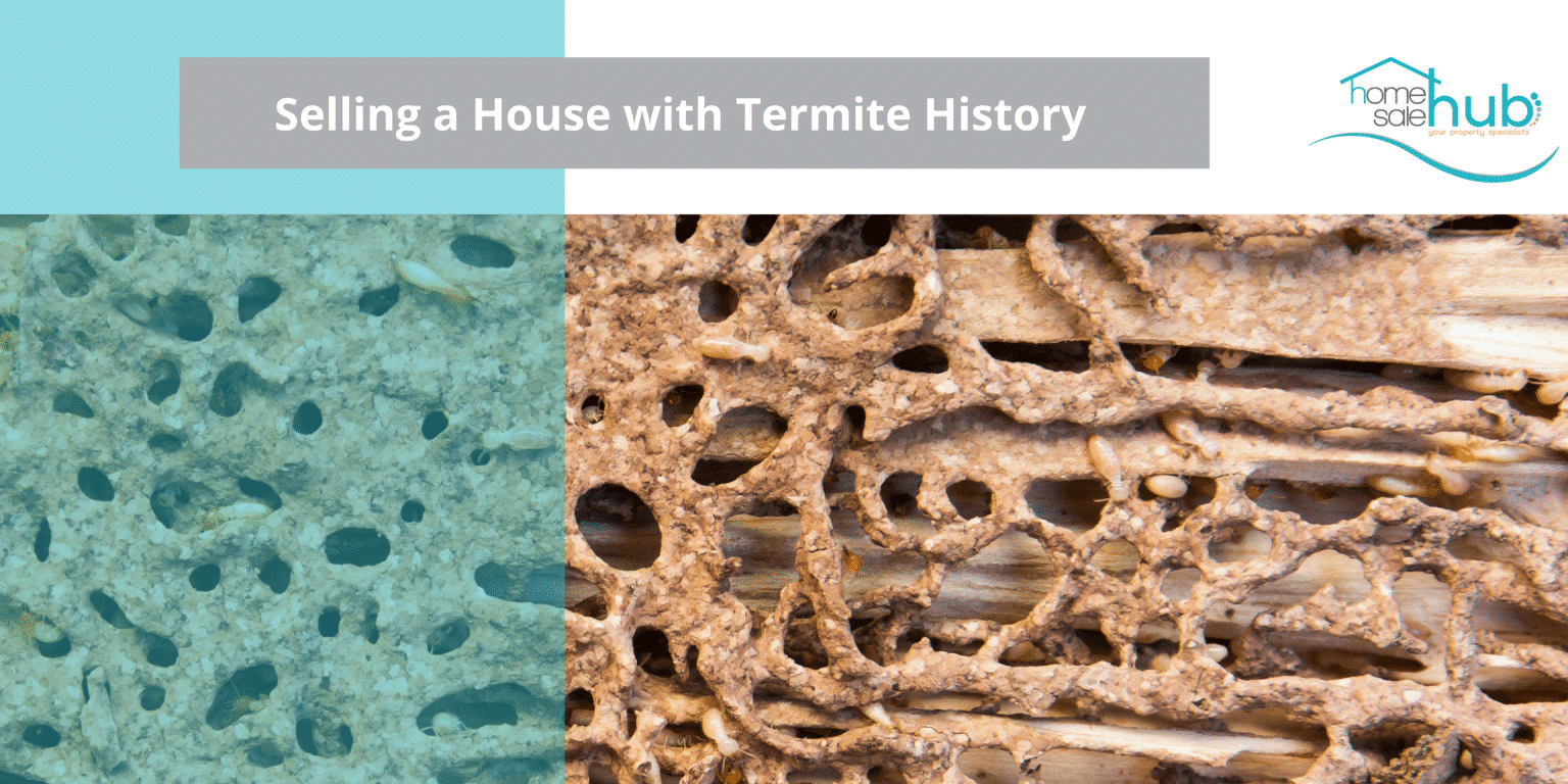 termites holes