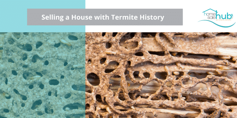termites holes